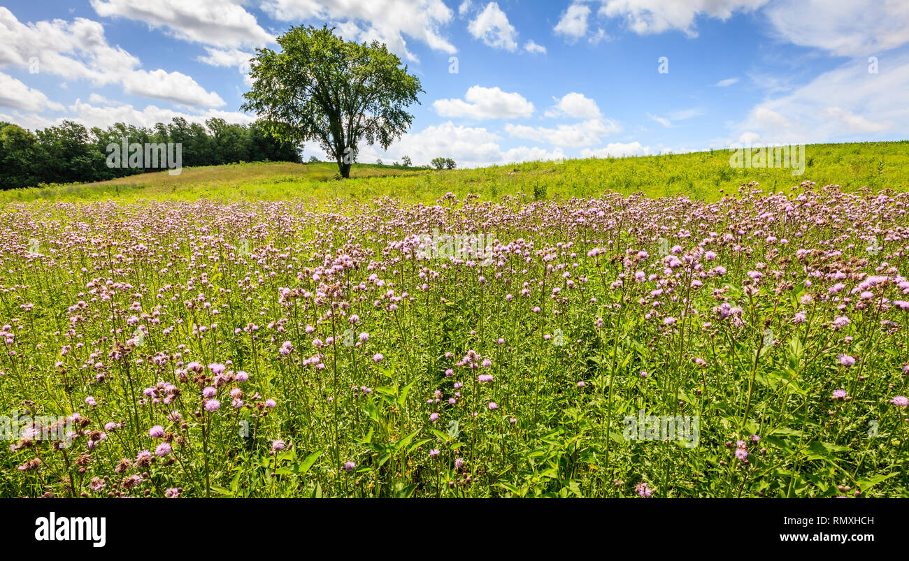 Vue panoramique du champ de fleurs sauvages en été dans le centre du Kentucky Banque D'Images
