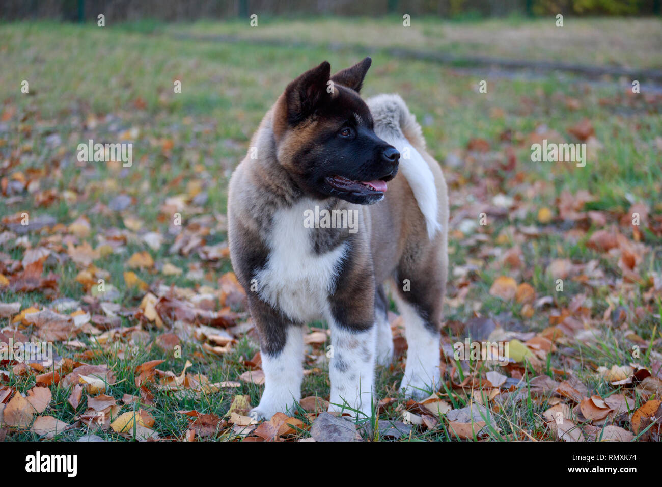 Cute Puppy Akita Américain Est Debout Dans Le Parc De L