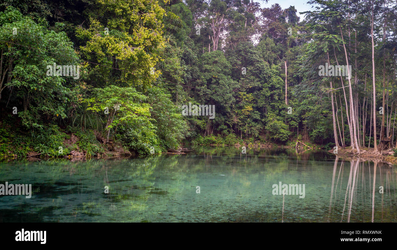 Belle vue sur l'eau limpide entouré d'une épaisse forêt verte dans Biru Telaga Berau, Indonésie, Banque D'Images