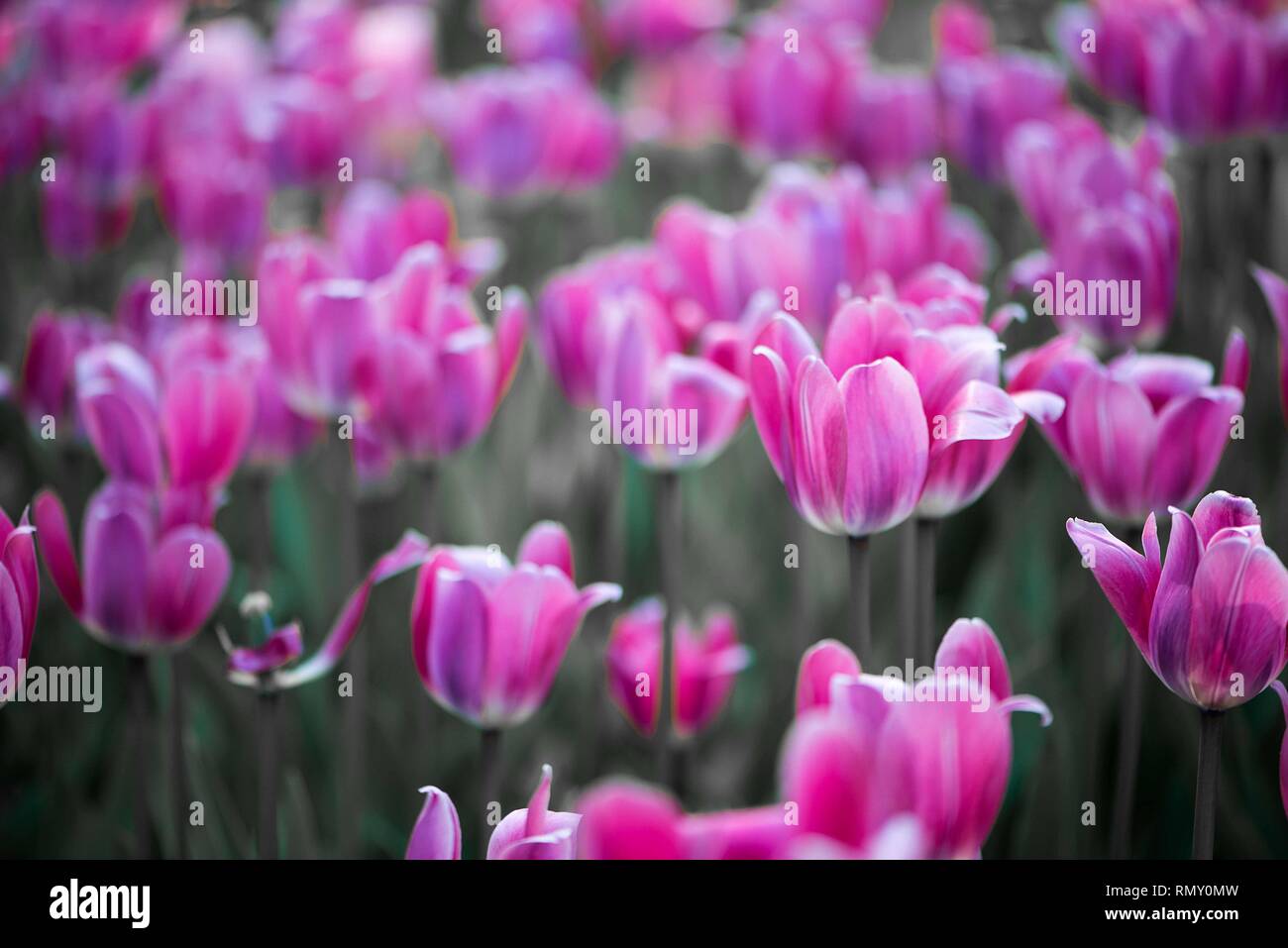 Tulipes fleurs fied ,rouge,blanc et violet couleurs,full frame shot Banque D'Images