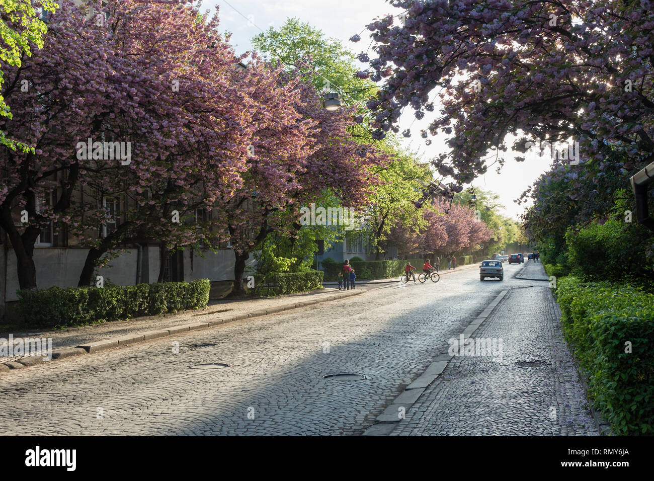 UZHGOROD, UKRAINE-AVRIL 24, 2017 : Rue de fleurs de Sakura dans la soirée. La ville d'Uzhgorod est dans l'ouest de l'Ukraine, centre de la région de Transcarpathie Banque D'Images
