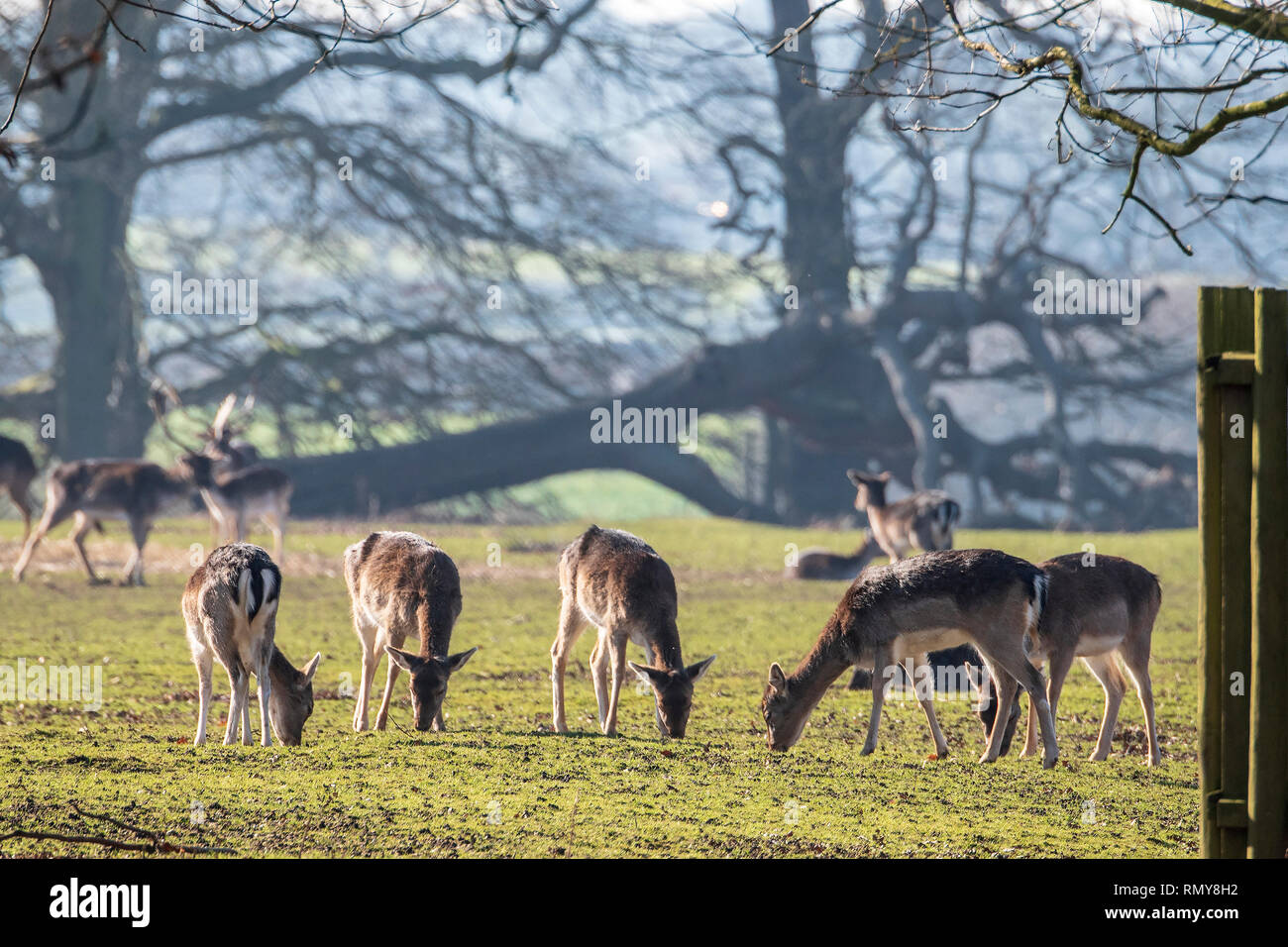 Troupeau de cerfs dans la zone de pâturage. Banque D'Images