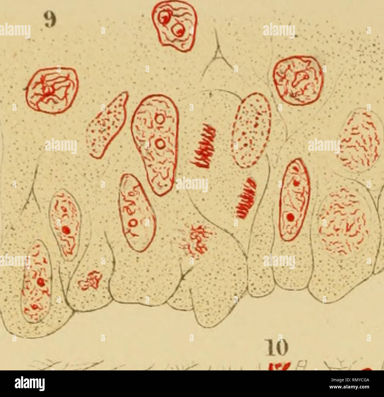 . Annales de micrographie. . Veuillez noter que ces images sont extraites de la page numérisée des images qui peuvent avoir été retouchées numériquement pour plus de lisibilité - coloration et l'aspect de ces illustrations ne peut pas parfaitement ressembler à l'œuvre originale.. Paris Banque D'Images