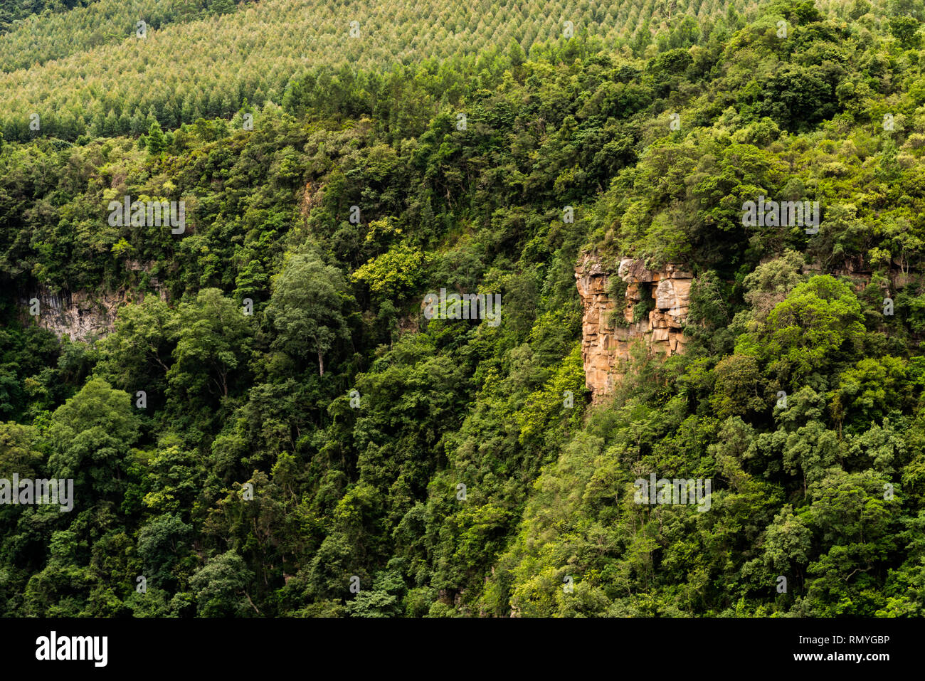 Une gorge recouverts de végétation près de Karkloof falls, kwa-Zulu Natal, Afrique du Sud. Banque D'Images