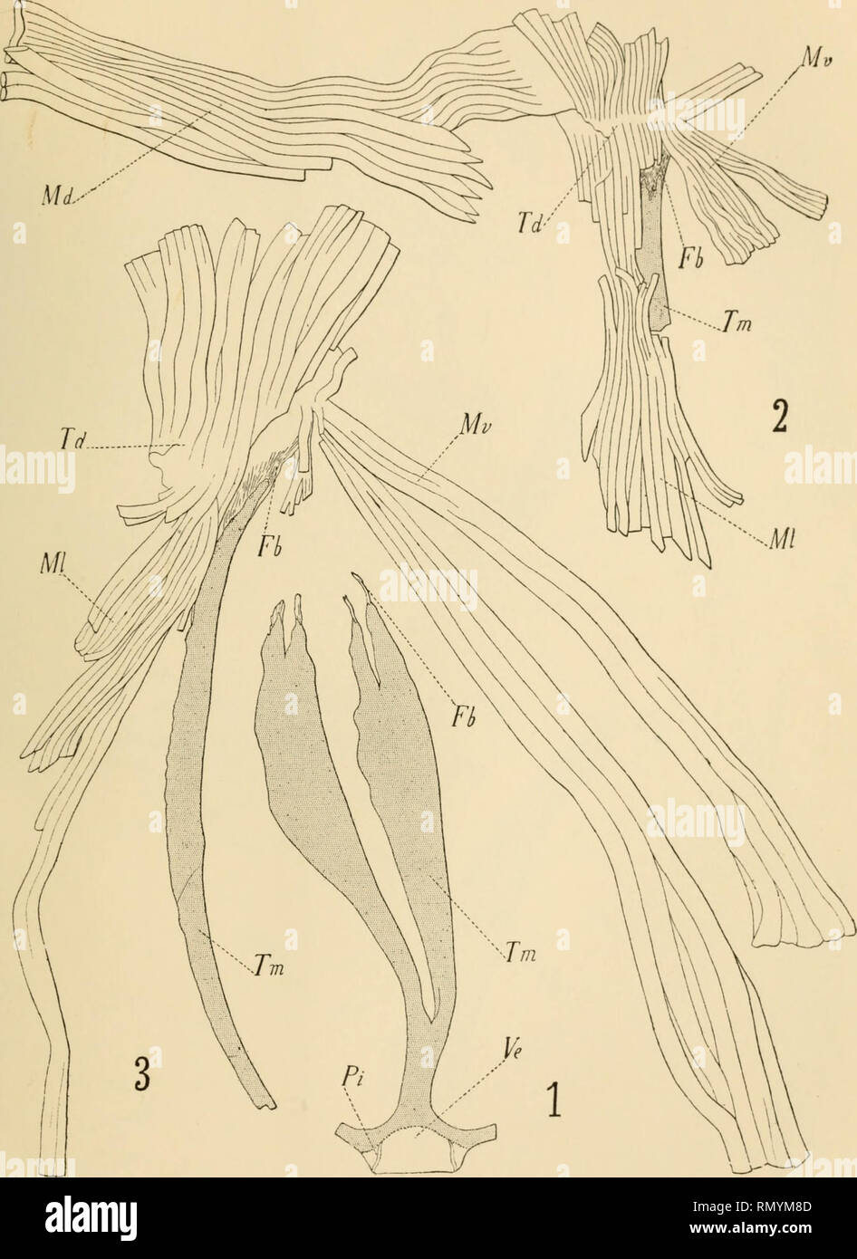 . Annales des sciences naturelles. Zoologie, biologie. Ann. des Sciences nal., 8e série. Zool. Tome XV, PL C. Ed. Lamy dcl. (Araneus diadematus) Epeira CL et A. (Zilla) x-notatus CL Trachées. triangles isométriques. Veuillez noter que ces images sont extraites de la page numérisée des images qui peuvent avoir été retouchées numériquement pour plus de lisibilité - coloration et l'aspect de ces illustrations ne peut pas parfaitement ressembler à l'œuvre originale.. Milne-Edwards, H. (Henri), 1800-1885 ; Jean Audouin, Victor, 1797-1841 ; Milne-Edwards, Alphonse, 1835-1900 ; Perrier, Edmond, 1844-1921 ; Bouvier, E. -L. , 1856-1944 ; Grassé, Pierre Banque D'Images