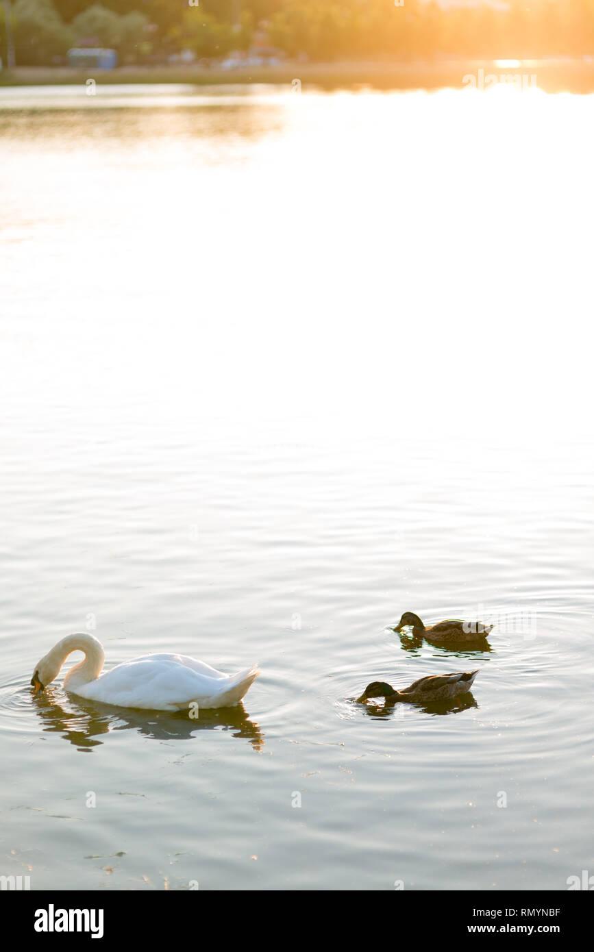 Canard 2 White Swan et nager dans le lac au printemps sous le coucher du soleil lumière chaude Banque D'Images
