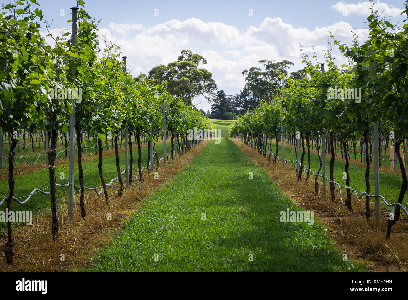 Pinot Gris raisins destinés à être de plus en plus la production de vin en Nouvelle Galles du Sud Southern Highlands sur le Bendooley Estate, Berrima. Banque D'Images