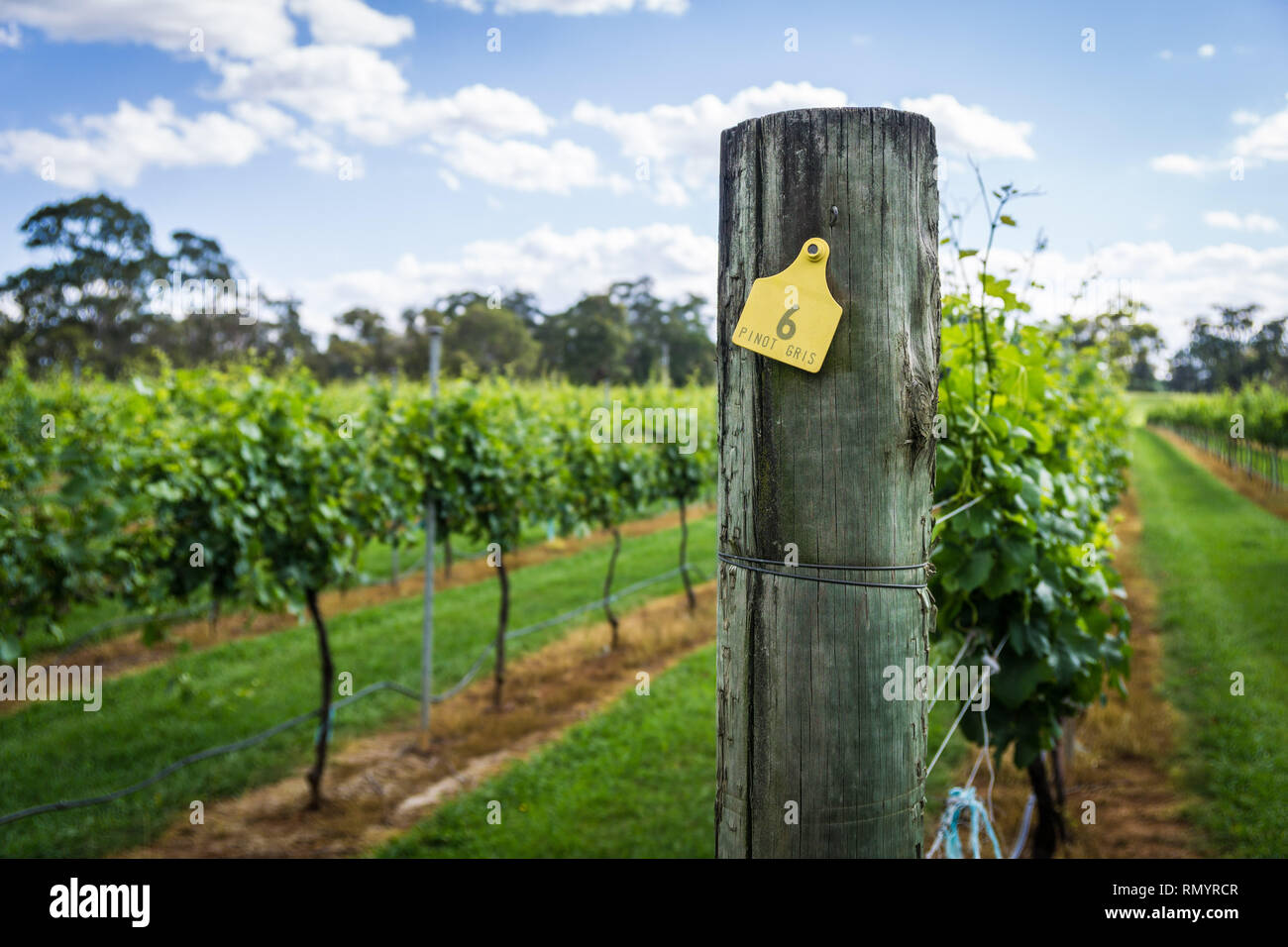 Pinot Gris raisins destinés à être de plus en plus la production de vin en Nouvelle Galles du Sud Southern Highlands sur le Bendooley Estate, Berrima. Banque D'Images