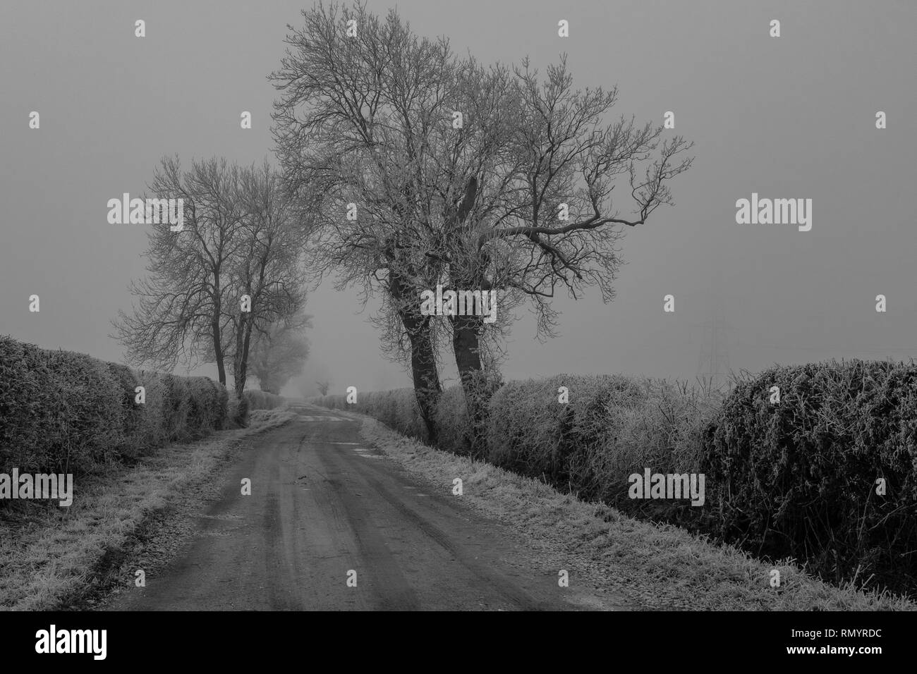 Un pays lane​ frosty brumeux et tourné en noir et blanc avec des arbres de chaque côté de la voie. Banque D'Images