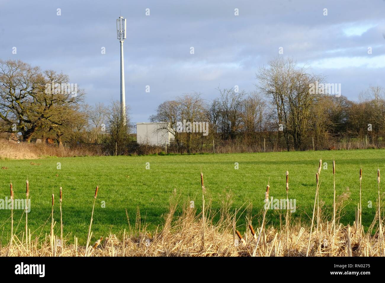 Mât de téléphone mobile, mât de téléphone cellulaire, cadre rural, Cheshire, Angleterre, Communications, antennes, antenne, technologie, mât, téléphone, réseau. Banque D'Images