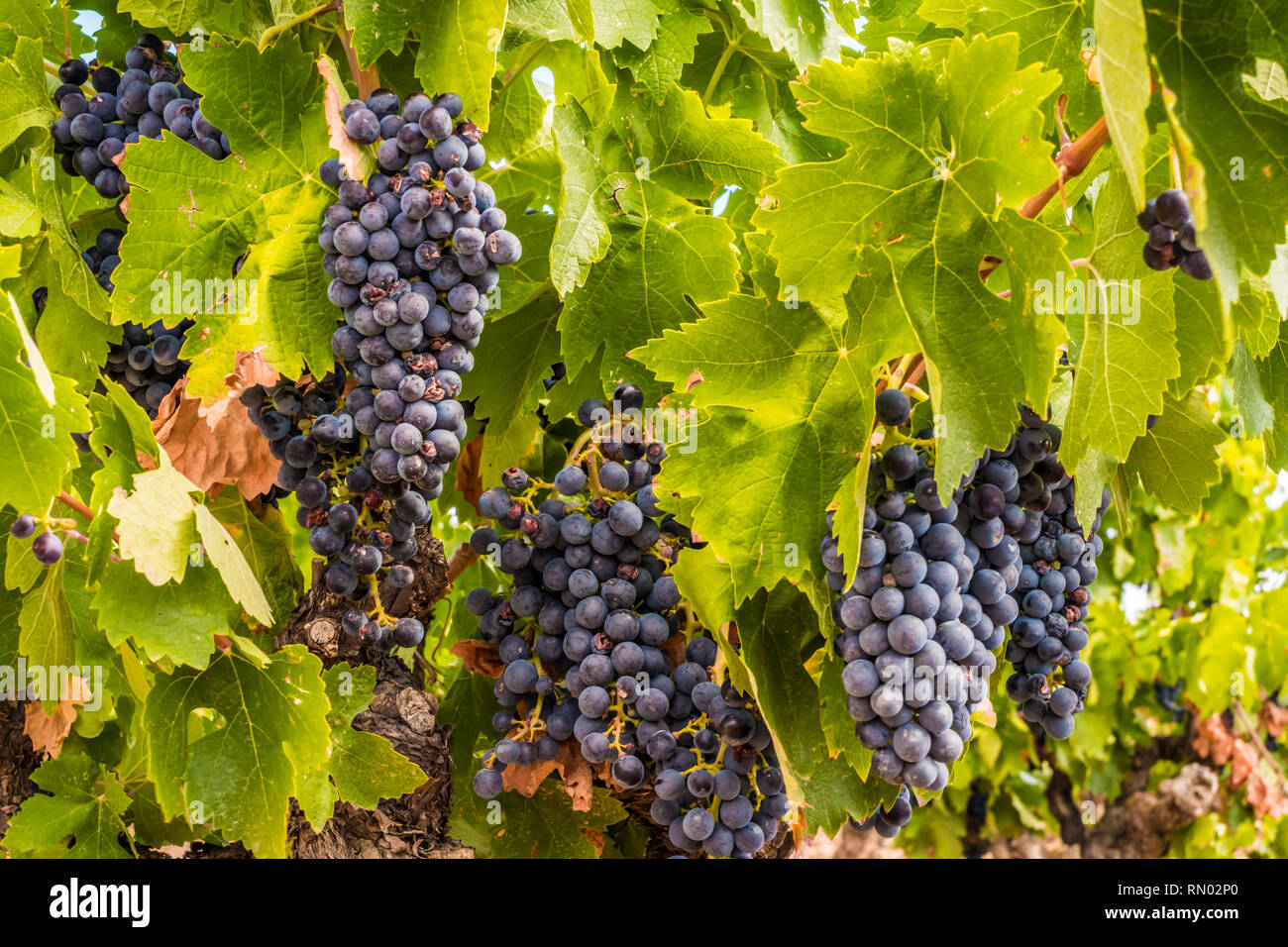 Vendanges. Bargota, Navarre, Espagne, Europe. Banque D'Images