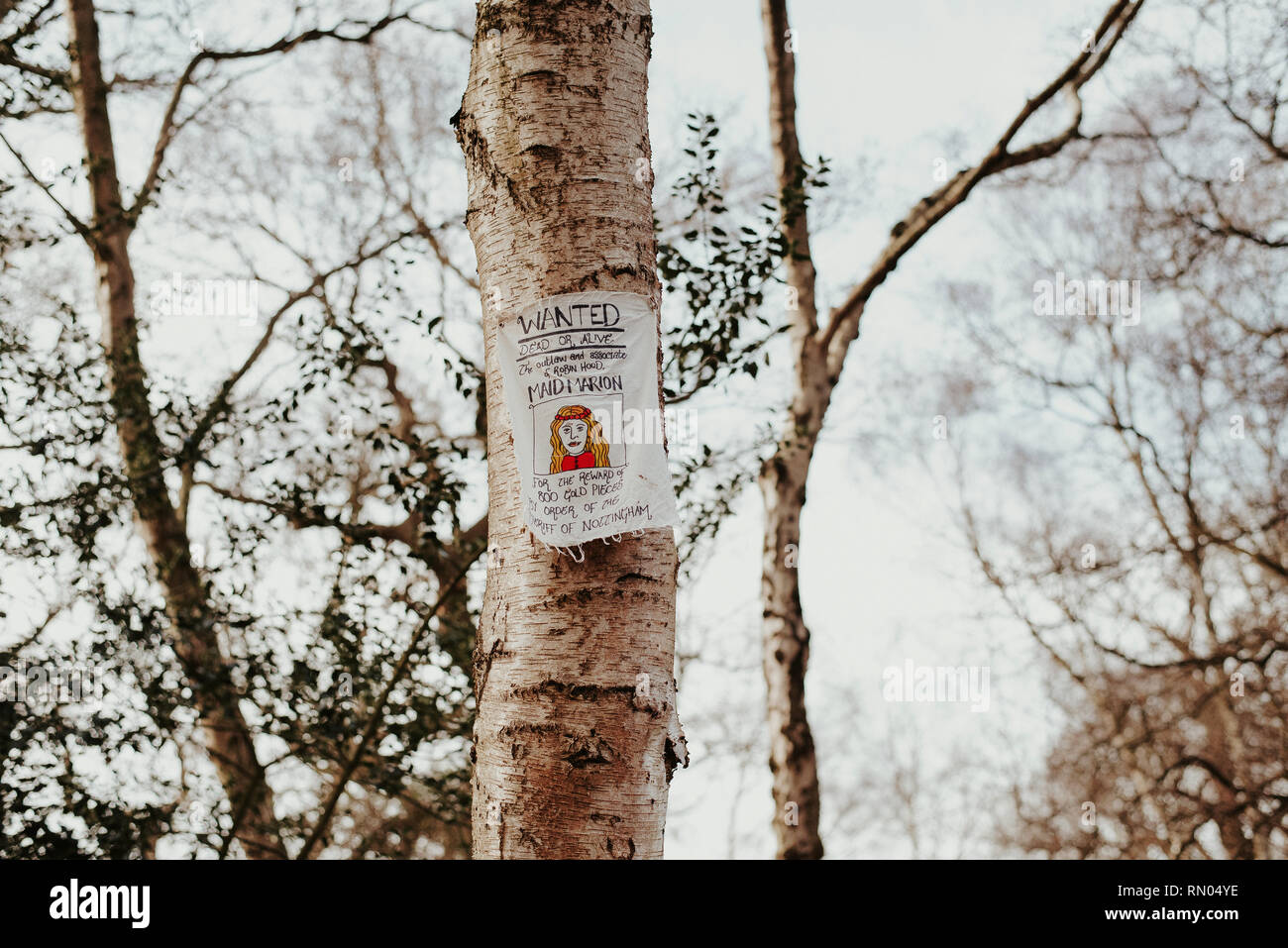 La femme de ménage Marion a voulu poster sur un arbre Banque D'Images