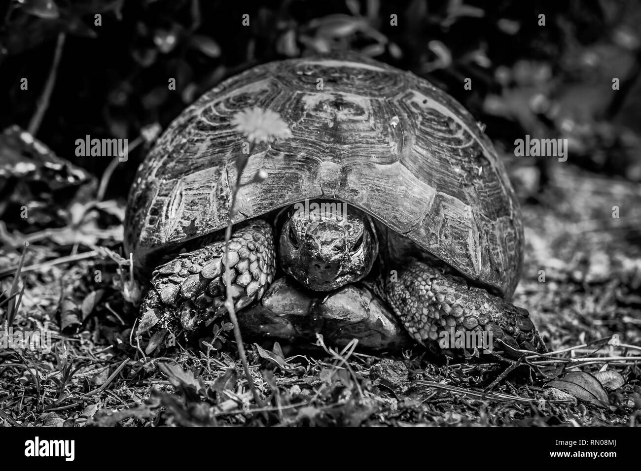Photo d'une vieille tortue dans le monastère de Monte San Bartolo à Pesaro, Marches, Italie. Banque D'Images