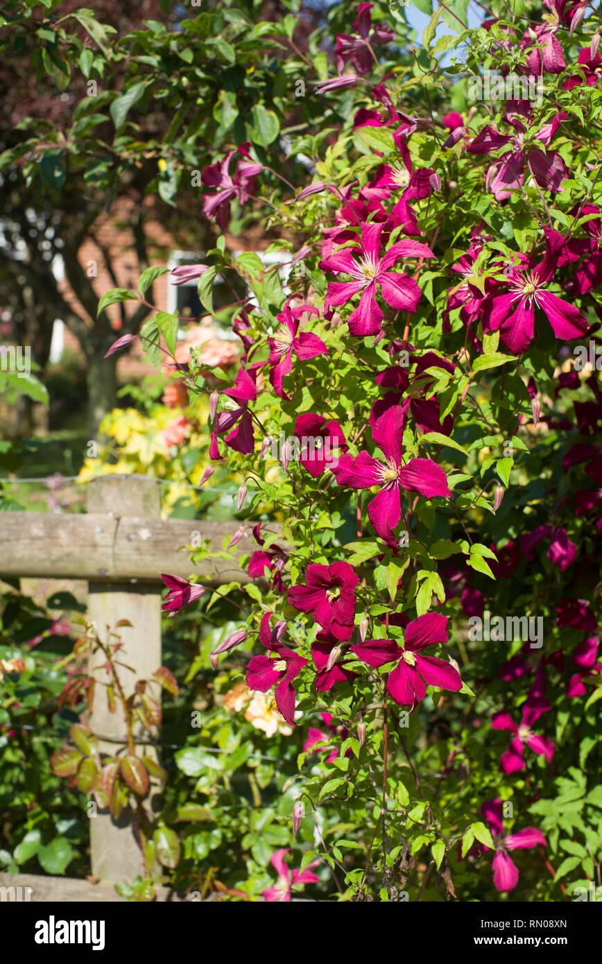 Belle clématite rouge poussant le long d'une clôture en bois Banque D'Images