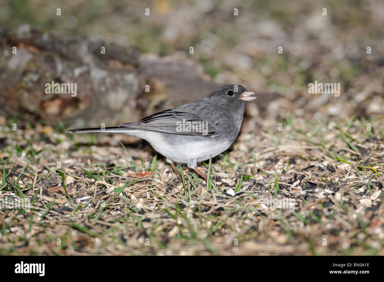 Dark-eyed Junco nourriture dans la masse. Banque D'Images