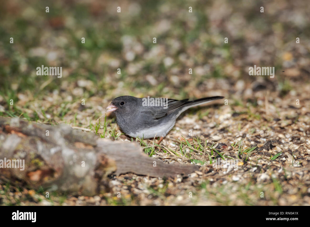 Dark-eyed Junco nourriture dans la masse. Banque D'Images