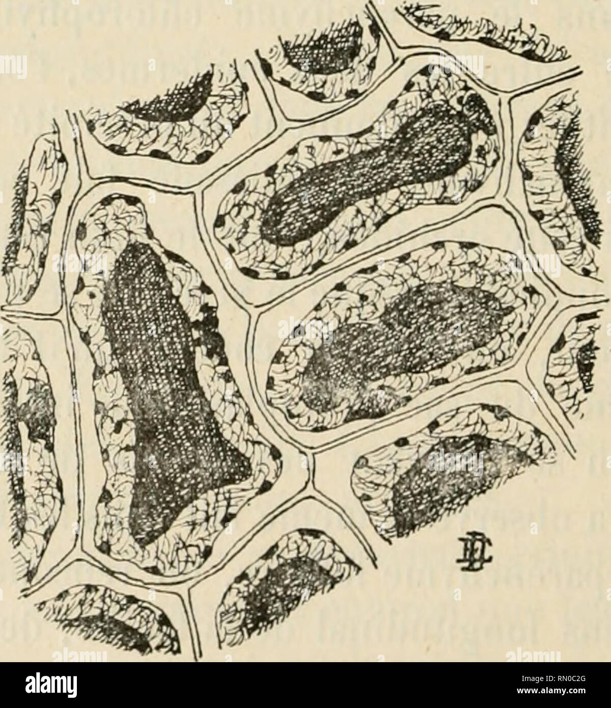 . Annales de la société belge de microscopie. Microscopie électronique. HO SOCIÉTÉ BELGE DE MICROSCOPIE. Iules à raphides. Elles ont souvent plus de dix fois la longueur des cellules du parenchyme ordinaire, et con- tiennent un mucilage qui prend par l'iodure de potas- sium coloration brun rouge une. Sur pourrait peut-être supposer que cette coloration est due à une autre sub- stance, car les autres réactifs n'ont fourni aucun résul- tat, mais elle ne se produit plus après que l'on a fait agir de l'alcool tartrique. Toutes les cellules à raphides que l'on rencontre dans une coupe, ne se colorent pas cependant. Banque D'Images