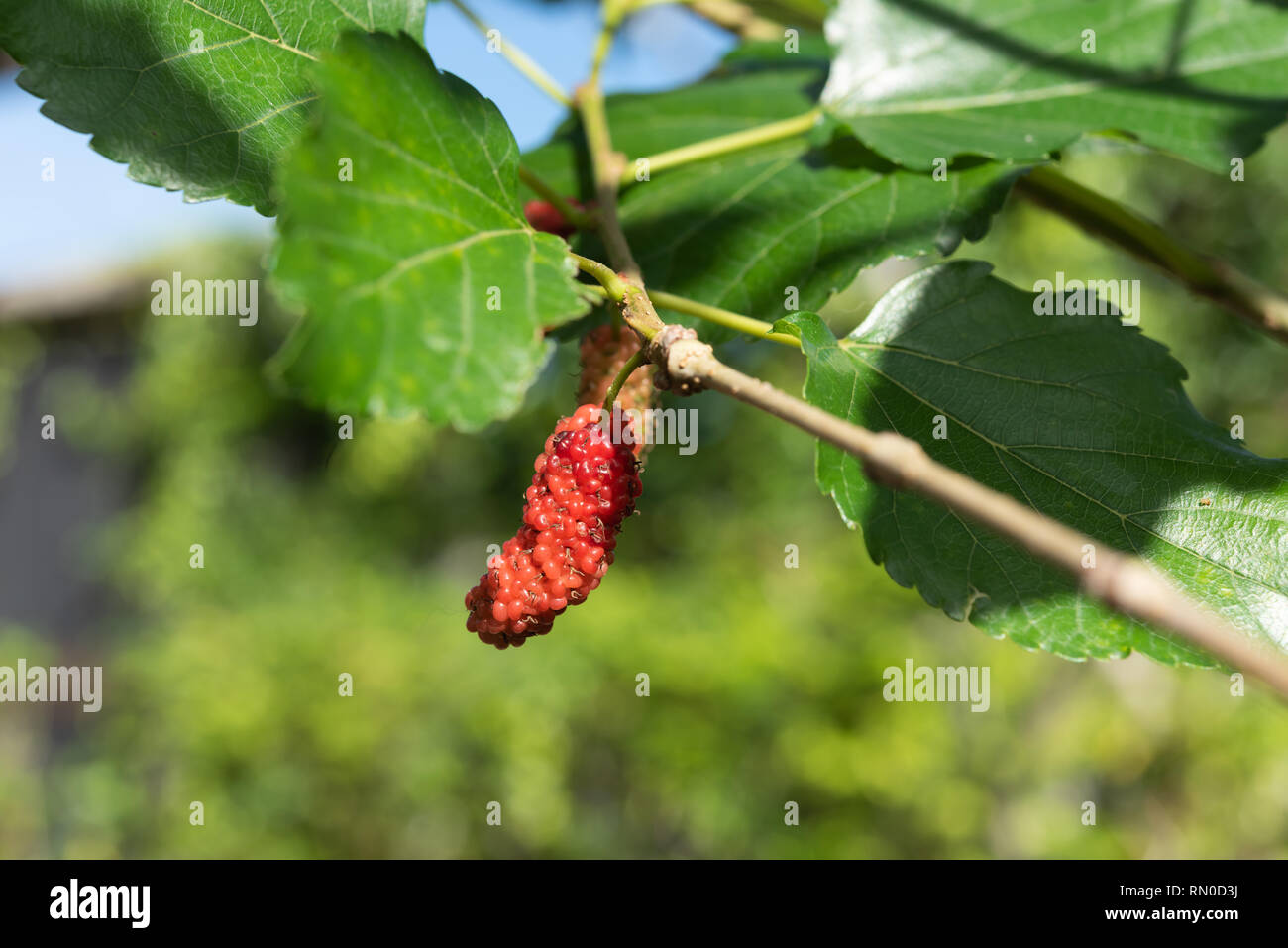 Rouge et noir frais fruits Mûres sur l'arbre dans le jardin Banque D'Images