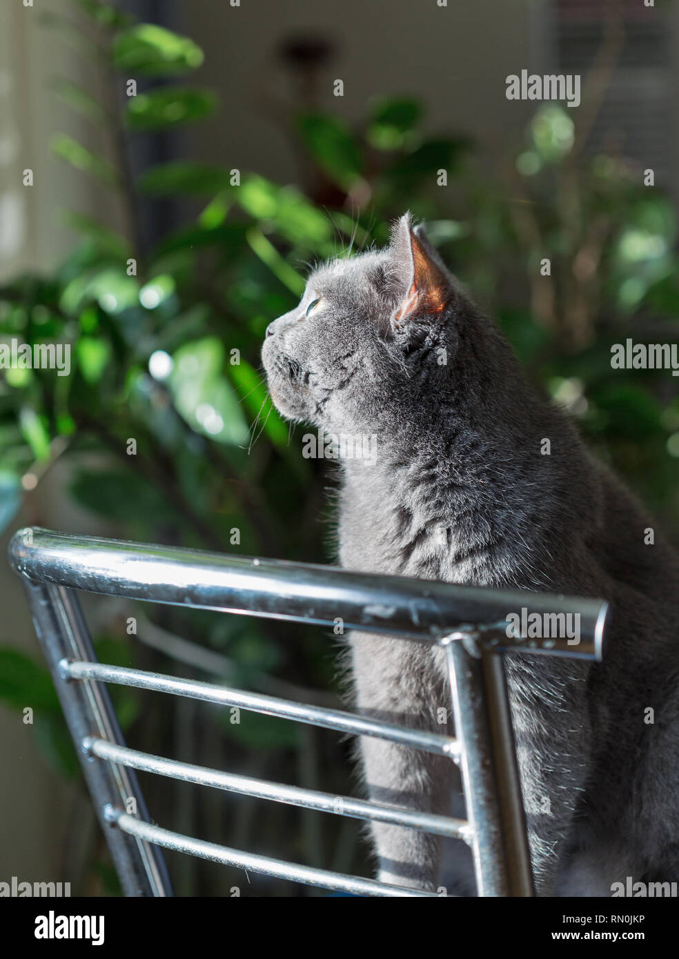 Race de chat gris écossais est assis sur une chaise en métal libre Banque D'Images