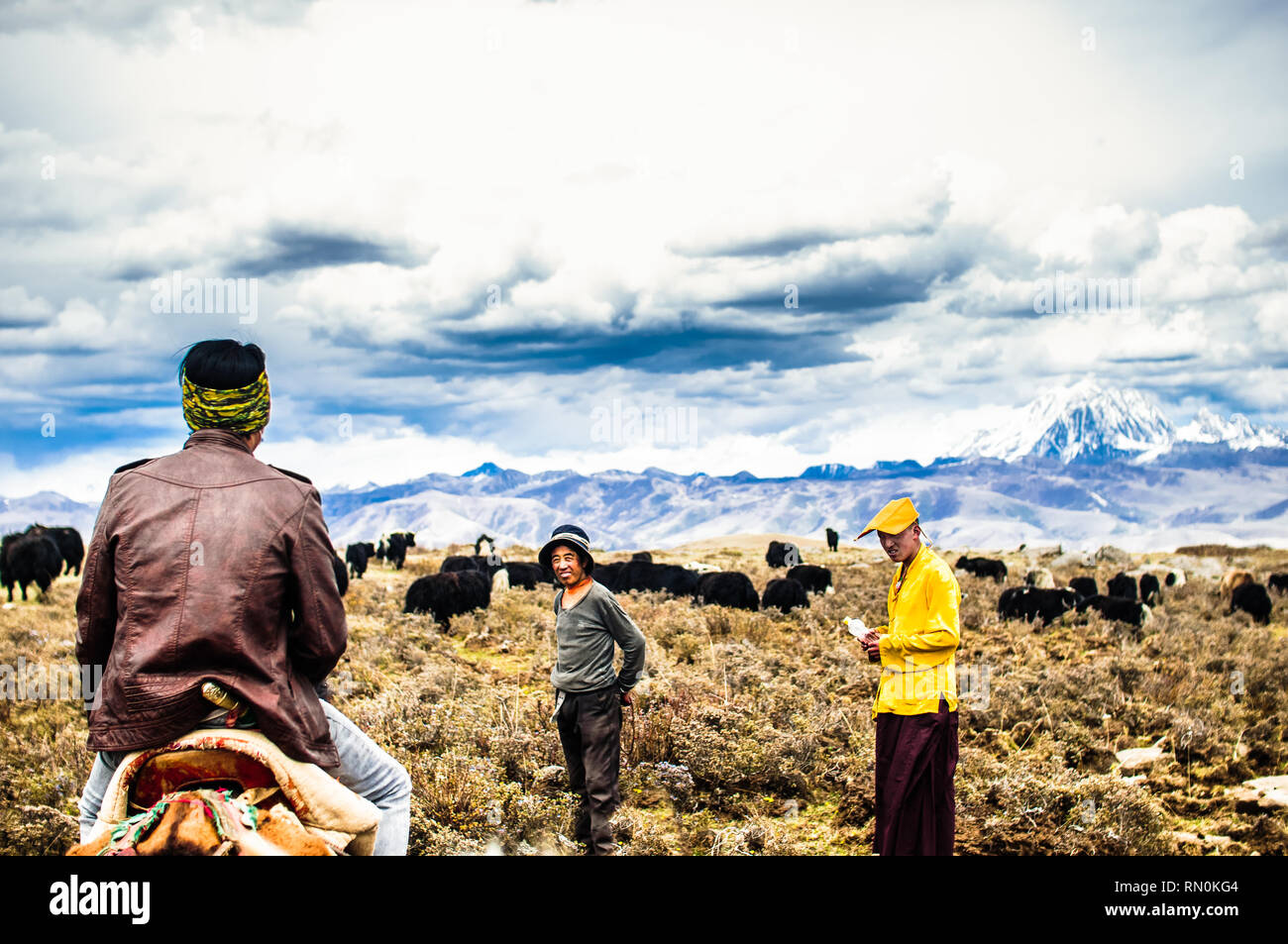 Prairie Tagong, Chine le 12 mai 2015 - les nomades tibétains et Yak cattles Banque D'Images