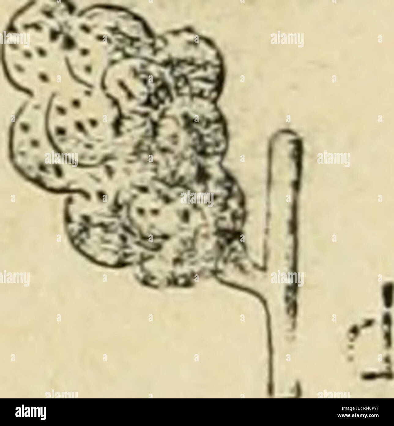 Annales De La Societe Entomologique De France Les Insectes L Entomologie I J 1 Les Petales D Une Fleur Double But Also Vertes Que Les Feuilles Ni Hommes Algerie Saint Denis Du Sig
