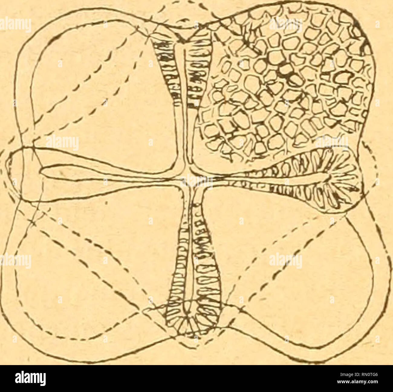 . Annales de la Société entomologique de Belgique. Les insectes ; l'entomologie. 312 Technomyrmex moerens n. sp (Fig. 4.) - $ Long. '2,4 2,5 mil !. - Noir brunâtre (parfois brun noirâtre). Mandibules, funicule et tarses plus ou moins jaunâtres ou jaune brunâtre, submats, amende- ment réticulés, plus lisses que albipes. Pubescentes comme chez cette espèce, mais les poils dressés sont beaucoup plus longs (2 à 3 fois) et plus dispersés. Tète plus longue que large, bien plus étroite en avant, légèrement postérieur à boi'difamatorio (à peine au milieu du contre-batteur) et à côtés un peu plus arqués. Les yeux, pla- cé Banque D'Images