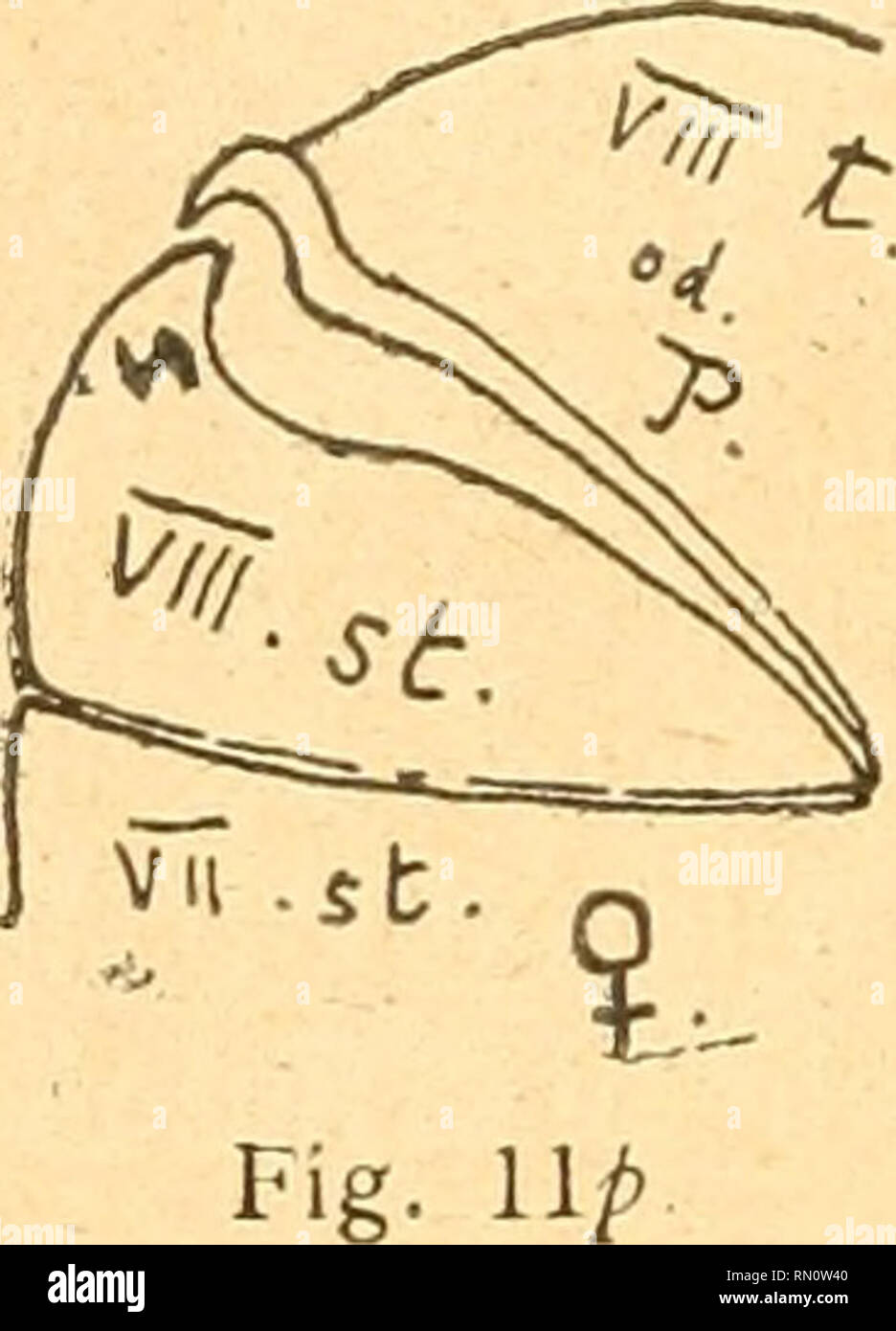 Annales De La Societe Entomologique De Belgique Les Insectes L Entomologie 218 C Segmentum Ultimum Abdominis Processu Instractum Pygidii Adaptato Incisa Rse Long 9 9 1 2 Lat 4 Cf 1 2 Mil