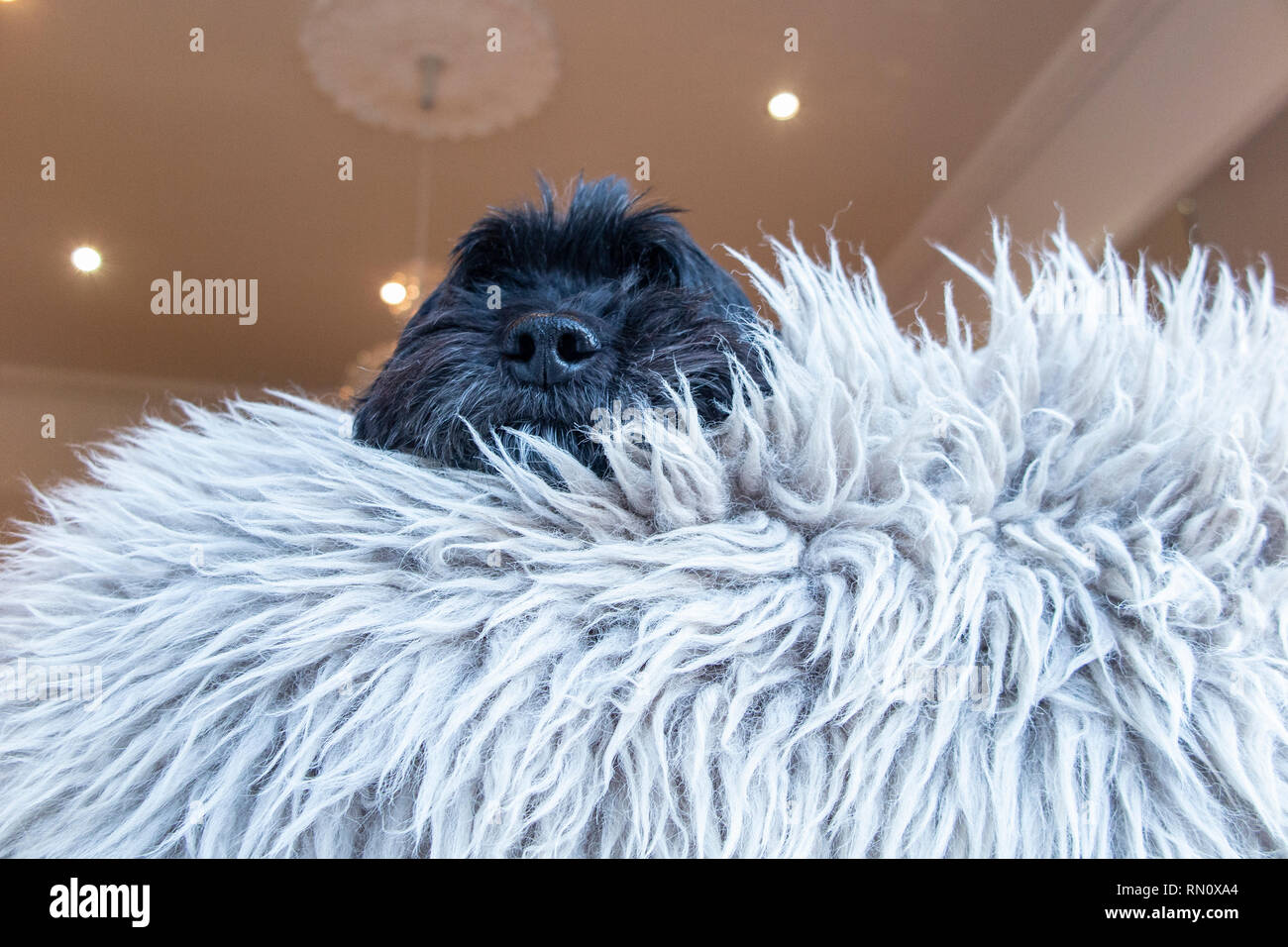 Une cockapoo noir immergé dans un tapis de fourrure Banque D'Images