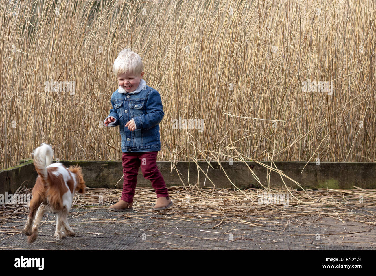 Un jeune homme blond enfant heureux de jouer avec son animal Cavalier King Charles Spaniel ami à l'extérieur parmi les herbes hautes Banque D'Images