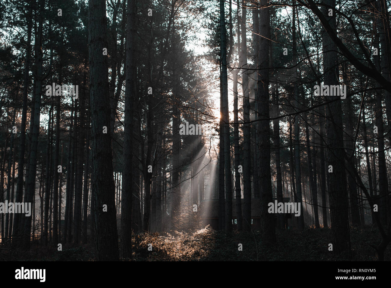 Les rayons du soleil à travers les arbres dans la forêt de Sherwood Banque D'Images