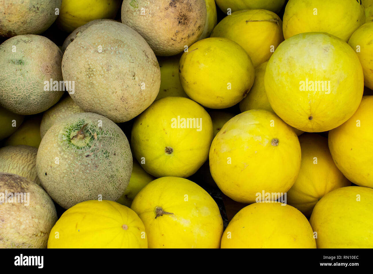 Deux types de melon, jaune et orange en couleur Banque D'Images
