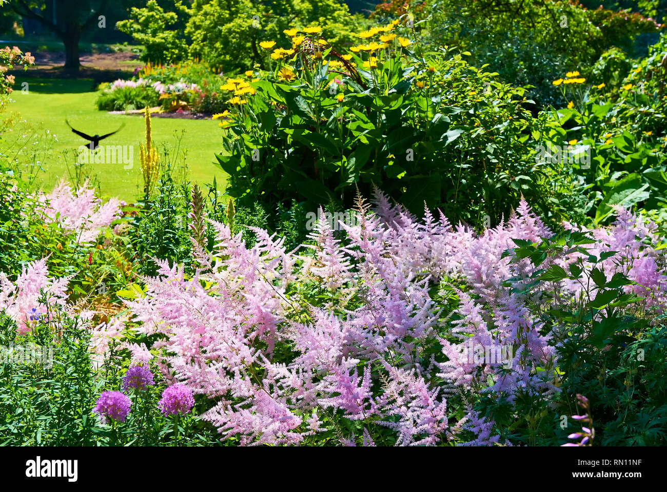 Fleurs de couleur pourpre, avec un vol d'oiseaux noirs sur un jour à un jardin dans le parc Stanley à Vancouver, Colombie-Britannique, Canada Banque D'Images