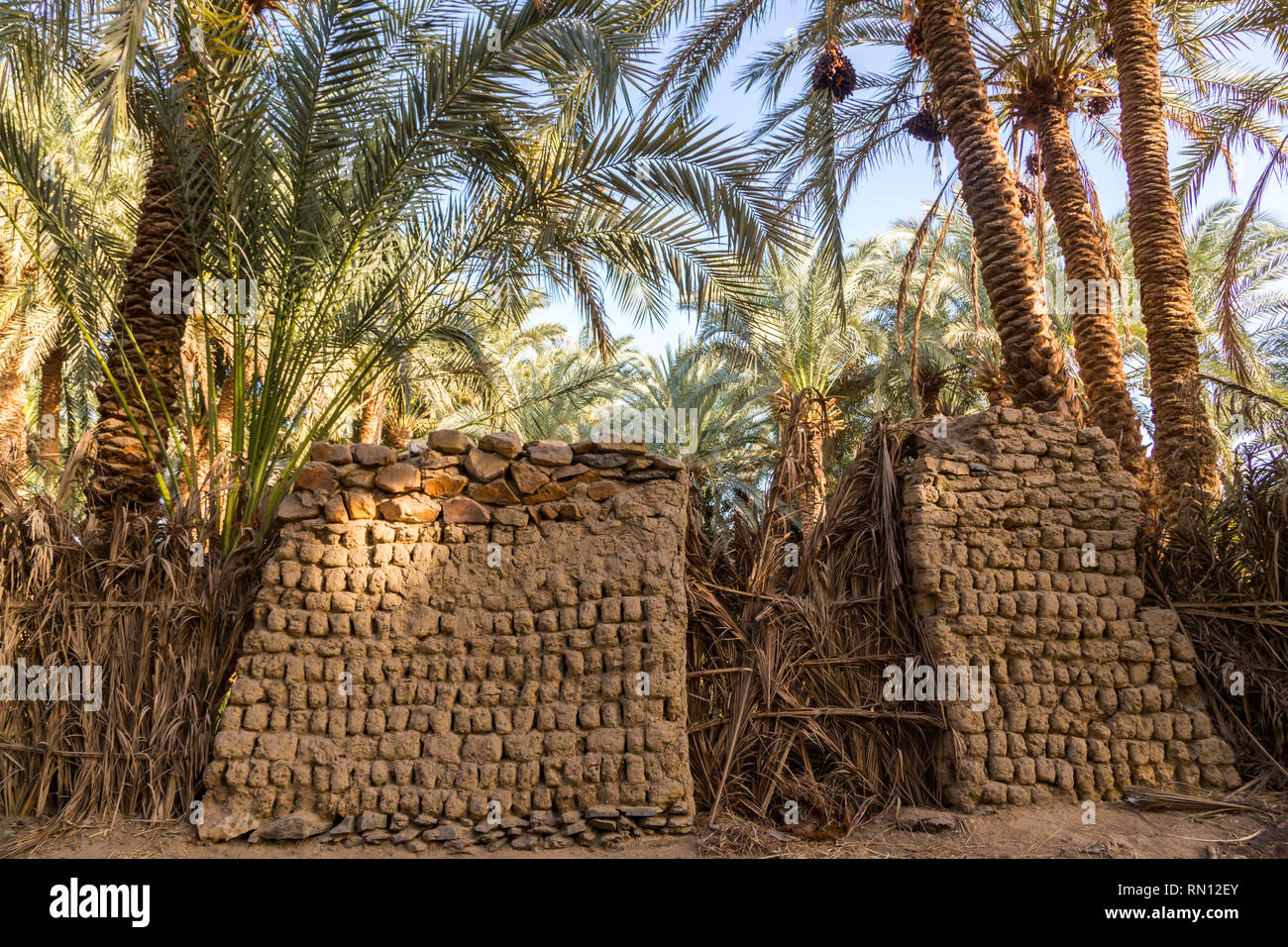 Un vieux bâtiment traditionnel en terre cuite, murs de chaume et de briques d'adobe dans les jardins de dattiers près de El-Bawiti ville, en oasis de Bahariya, à l'Ouest Banque D'Images