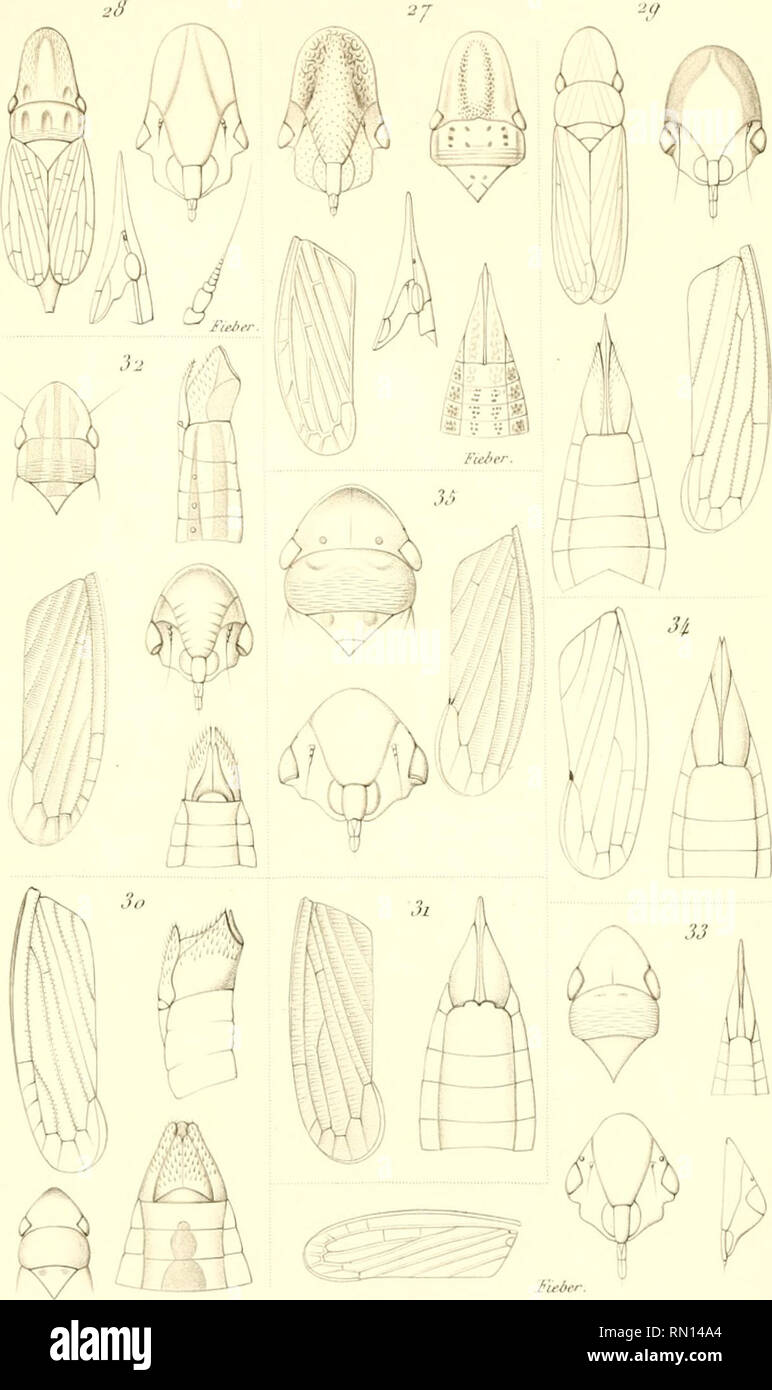 . Annales de la Société entomologique de France. Les insectes ; Entomologie. innale.r de la omolooiçue Socidtâ,fr/de-Freunce ? . ? ;.' ?,J;w,'./,w iK.fl879J.PL 6.. Siarwrei tic !. l)cl'r,nj j't. OuÙlOmand tFC 27. Hecedtur olaàus la fao&amp;, Fiefr.  ?&Gt;fi.. sulcatzur, id, /•'" ?/&gt ; ?2q- Spanqb. [.Tiftwdtif , .)&gt ;-/". 3o, l'iuiioi virtdLf,Crkl//- 3 2. ///. &Lt;r/l'OLT&lt;'ll,s su/n. 33, id. t:i//nn/.&Lt ; . Ki'i/j. 3fc. id. WâllengreniL.Stâl, 3S. PaFaiolûcreUuif FloriL Sidl,.. Veuillez noter que ces images sont extraites de la page numérisée des images qui peuvent avoir été retouchées numériquement pour plus de lisibilité - c Banque D'Images