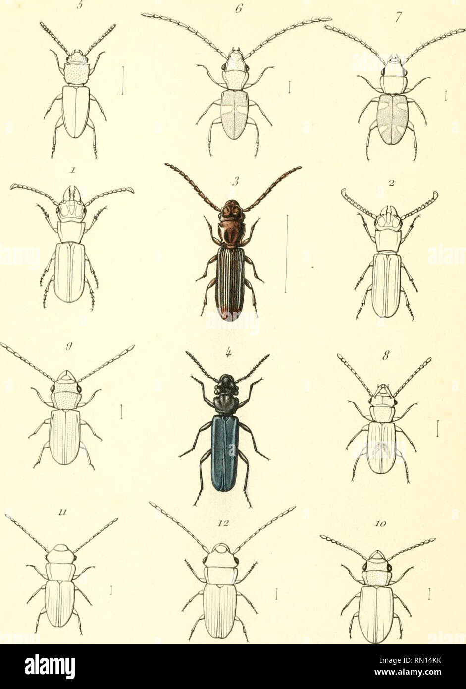 . Annales de la Société entomologique de France. Les insectes ; l'entomologie. Jjmah'.,-d, /., JWa'V • ? nfomo/,,,,,,,,,^ .f, f.,., ârjerù' r""u' ny/s7fi/p/.fl.. Poufode l'iJ.Droiii^p^ Dehrtiy- effe et tiumenuinii• ; .• ,y (nfo, f.nH.^ // oru,ror,u.r, J. frrouv. n. ,F , ,.  ? R- ct-neu.r, A.(}ro.a.. Si., (ara/,,.,- M u.rK^r/u .Knou., m&gt ; ,j r r ,, ty"^ipr".r,.r, A." ou"r. t'-J^»^m()p/i/a'a.,-,ru/puu ;"A.fhou, uùv.  ? ?&Gt ; /y '" '"" ?l'f'l/ll'l/'l'/l/u.l- A.Gi'ni,,,.. Veuillez noter que ces images sont extraites de la page numérisée des images qui peuvent avoir été retouchées numériquement pour plus de lisibilité Banque D'Images