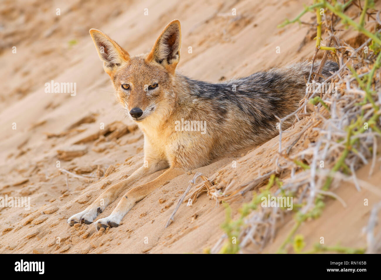 Le Chacal à dos noir - Canis mesomelas, belle jeune jackal afficher dans le sable du désert du Namib, Namibie, la baie d'Walviss Banque D'Images