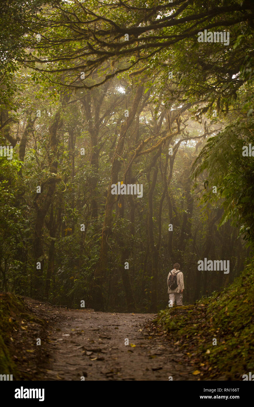 Seul homme randonnée dans la forêt de Monteverde Cloud Banque D'Images