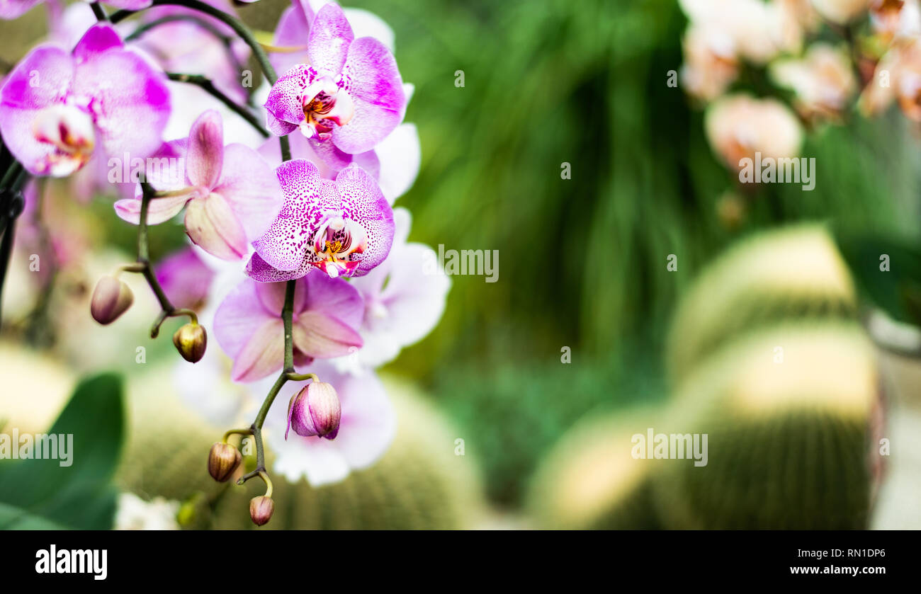 Belles fleurs orchidées exotiques colorées. Banque D'Images