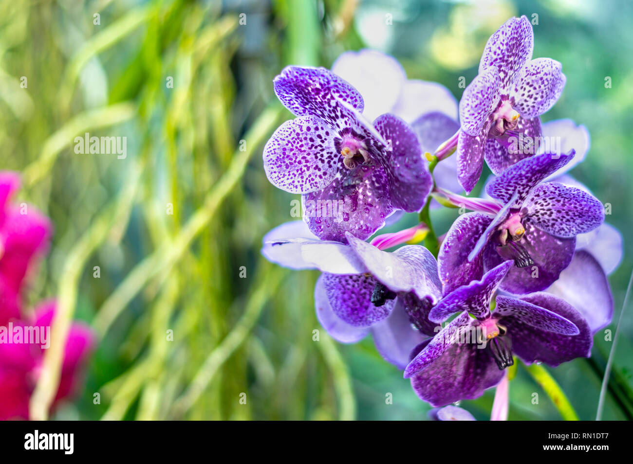 Belles fleurs orchidées exotiques colorées. Banque D'Images