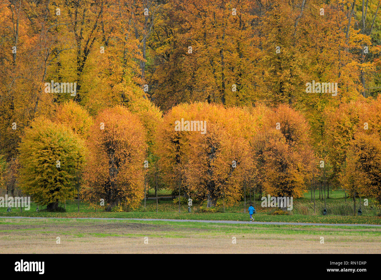 La femme en bleu le long Barockparken (parc), entouré par le paysage d'automne romantique plein de feuillage aux couleurs chaudes. Upplands Vasby,Sweden Banque D'Images