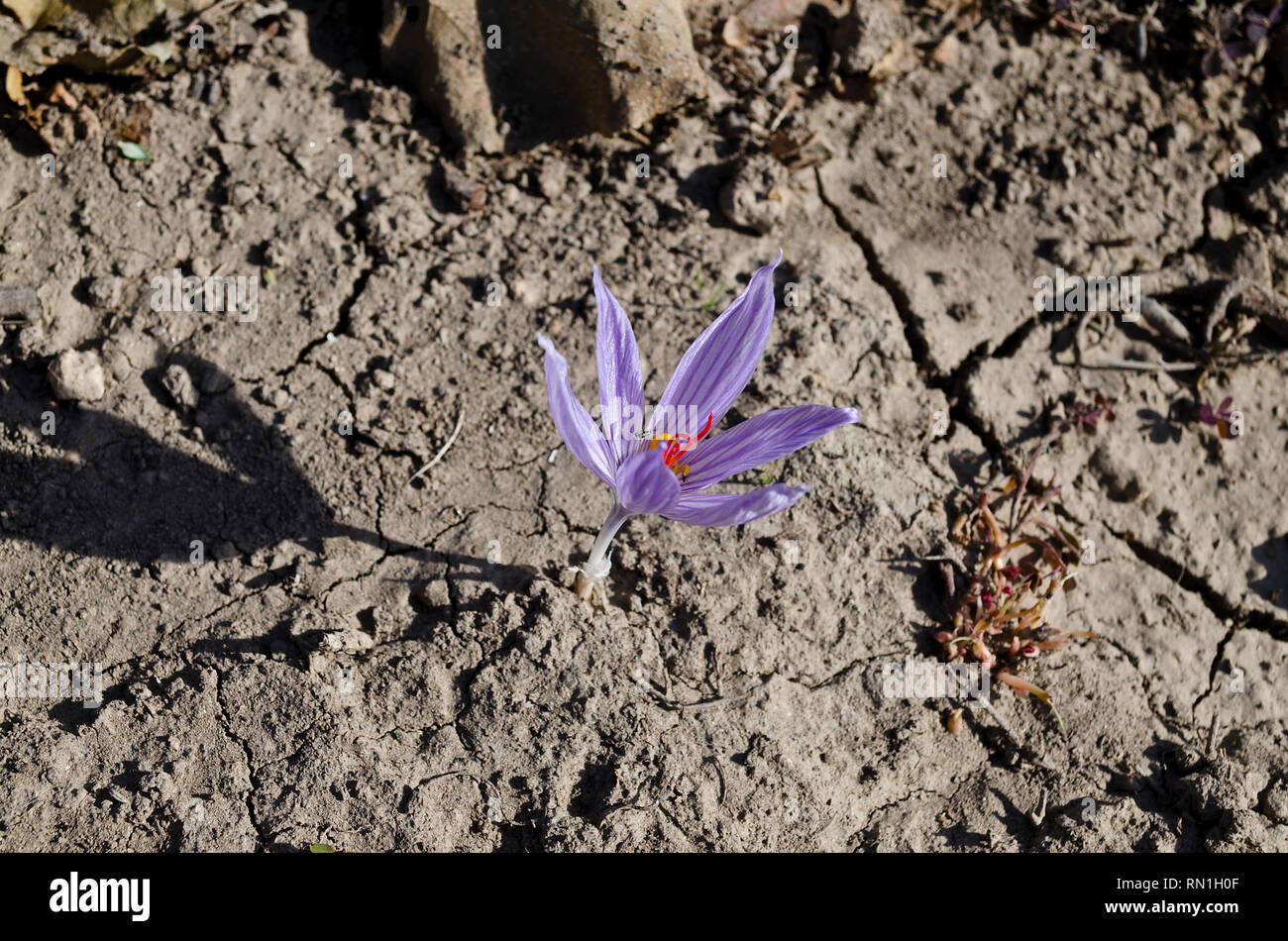 Né de l'printemps dans le jardin de fleurs Banque D'Images