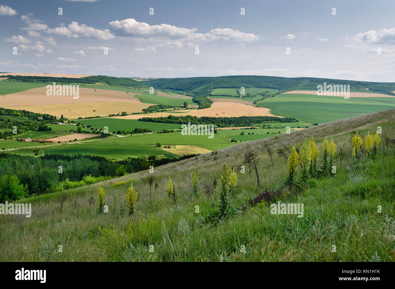 Champs verts - beau paysage du village dans le nord de la Bulgarie Banque D'Images