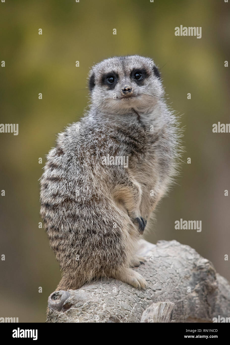 Meerkat / suricate (Suricata suricatta), Royaume-Uni Banque D'Images