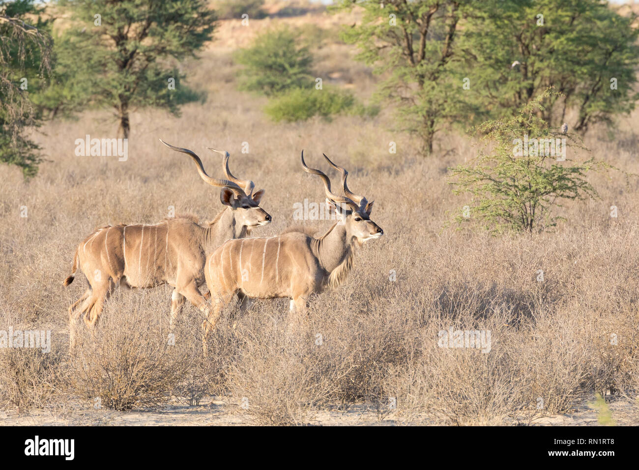 Deux taureaux, grand koudou Tragelaphus strepsiceros, Kgalagadi Transfrontier Park, Northern Cape Afrique du Sud à l'aube marche à travers la savane de prairie Banque D'Images