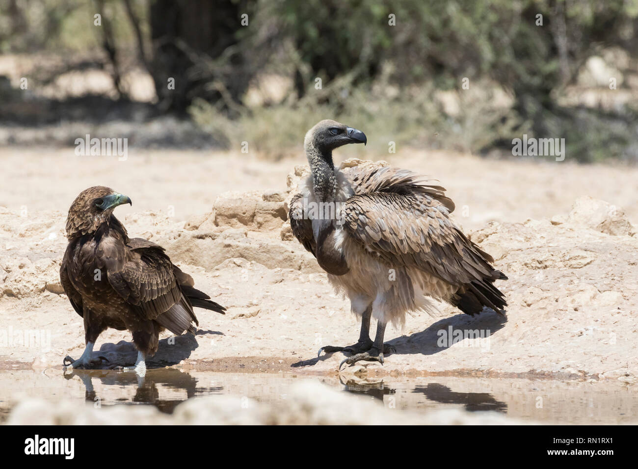 La Aigle Bateleur, Terathopius ecaudatus, avec, Gyps africanus, Kgalagadi Transfrontier Park, Afrique du Sud, à trou d'eau ne Banque D'Images