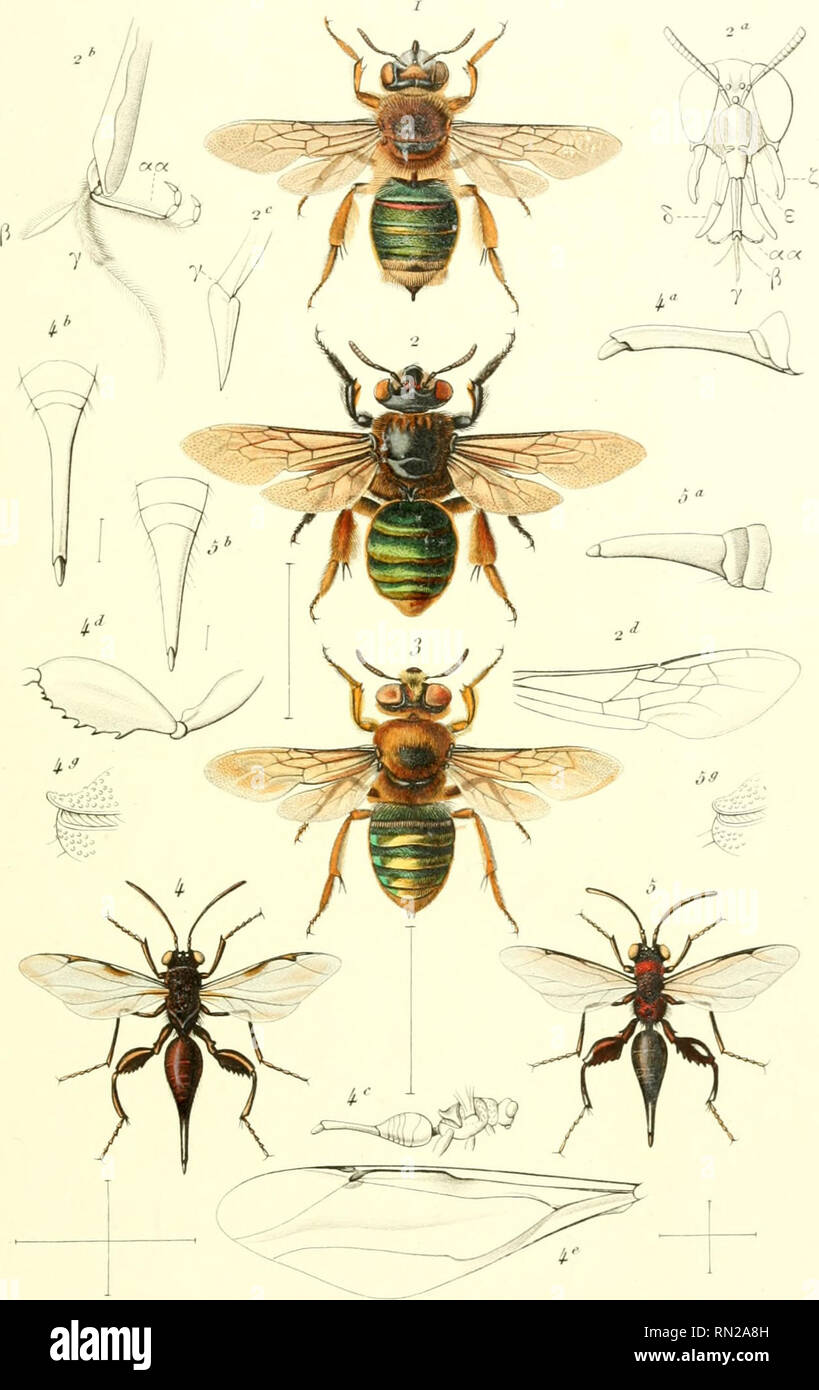 . Annales de la Société entomologique de France. Les insectes ; Entomologie. jinna/Sovtétê exf de en fr/omo/tu/il/ue de France j'^ S'Érié Tome V. fiSfi.y PI ,f,. Me.rnel ett'u'olet p ^ 1. t)d-une Jhnnvcen.s-. Kl" ^. ^ !(.. Thax,),uu&gt;f&gt;h,&gt;ra , ;,/ii'.;ilru&Lt ; : J.../,^/. &Lt ;^ 2-3. JLn " Suis-en.r. Ju-A^/. ^^ &Lt ; ô. " T/IR",-n;i . J JuM. tmp. Houirte. X r. Mufnon. Pai. Veuillez noter que ces images sont extraites de la page numérisée des images qui peuvent avoir été retouchées numériquement pour plus de lisibilité - coloration et l'aspect de ces illustrations ne peut pas parfaitement ressembler à l'œuvre originale.. Société ent Banque D'Images