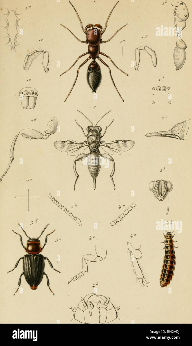 . Annales de la Société entomologique de France. Les insectes ; l'entomologie. Aiinii/fs lir lu . S'otueif rUitnuilti^^j' t/^iie Je Fn. Ji':Seri,'.T""u' [..pi.mii je.. R,u,.ul.- f,' Dehrta^^ <j'C- / SiillicK rniifit.f nii/'/ornii.r, ô.Liicn.r. ?J . AlldCi'rd i(FII/ou, 0 . /.U&Lt ;-il.r. Si à 3.. Mil/tli-tii/<l.j-f,'r Jhl.isil , o a.&Lt ; r"," ii,"".,-j,-. r.,i. Veuillez noter que ces images sont extraites de la page numérisée des images qui peuvent avoir été retouchées numériquement pour plus de lisibilité - coloration et l'aspect de ces illustrations ne peut pas parfaitement ressembler à l'œuvre originale.. Société entomologique Banque D'Images