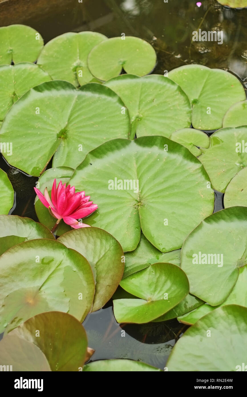 Grand Lotus pourpre algues rond vert Banque D'Images