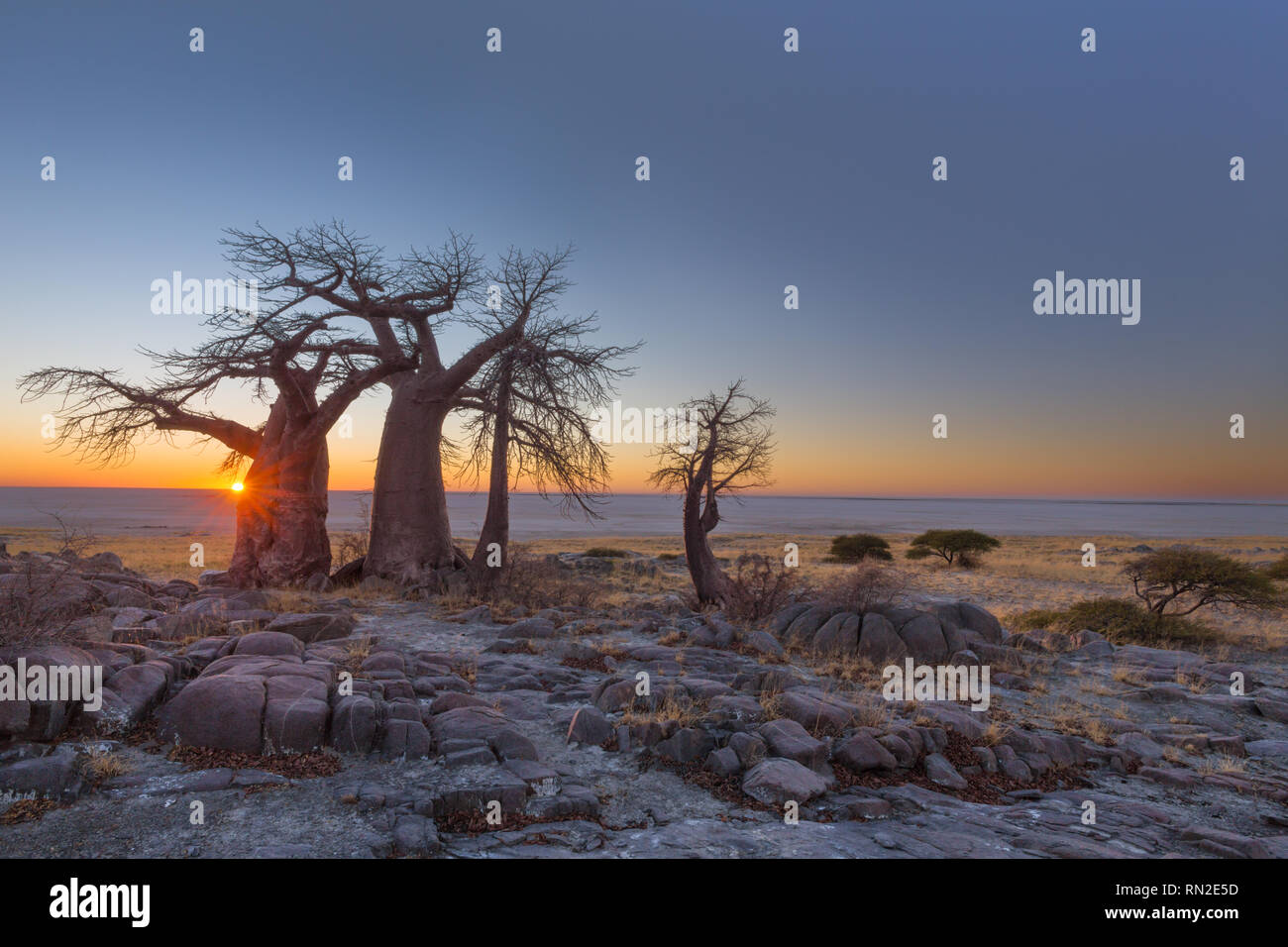 Lever du soleil sur les baobabs à Kubu Island Banque D'Images