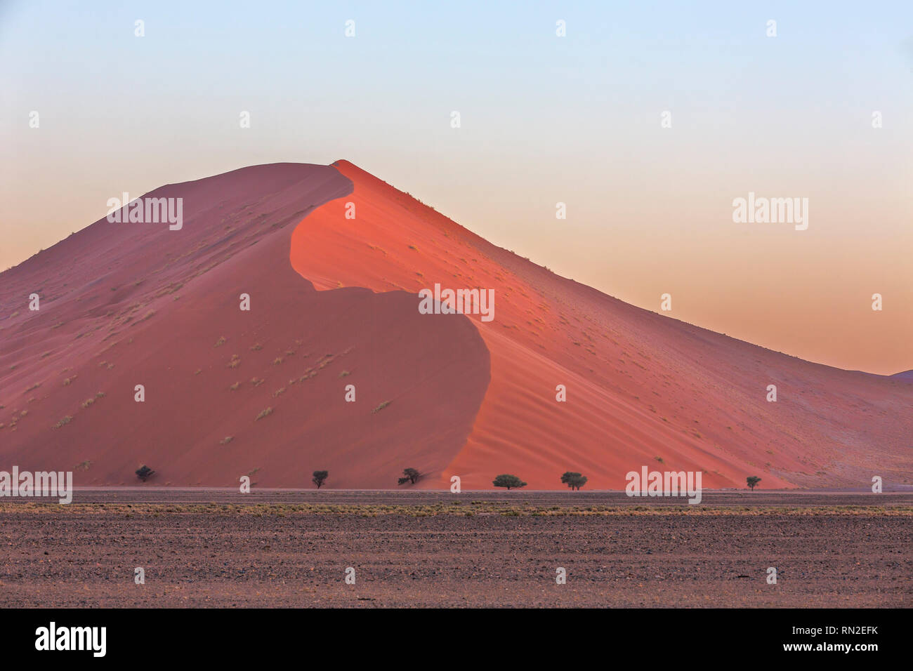 Les grandes dunes de sable et les ronciers chameau Banque D'Images